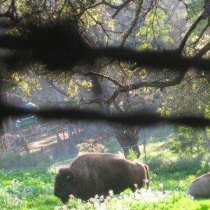 OO Hike around Knowland Park: This may be the last chance to see it before it is privatized. @ Knowland Park | Oakland | California | United States