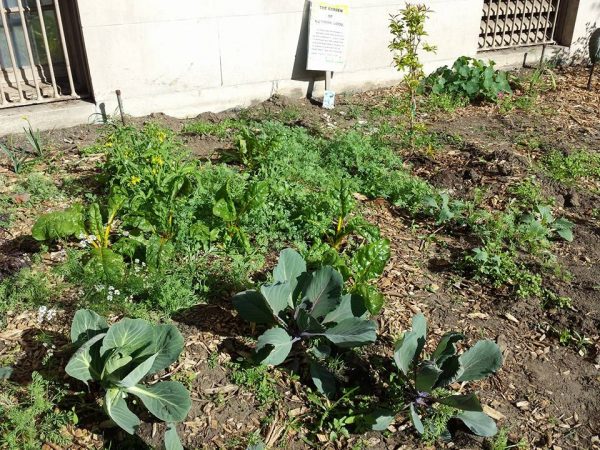 cmty-garden-3-8-15
